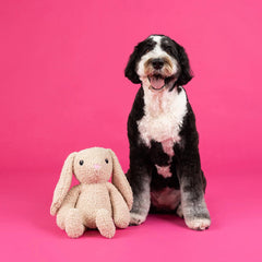 Fringe Studio - Hoppy To See You Large Plush Dog Toy