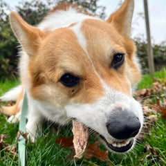 Wiggly Babies - Freeze Dried Duck Wing