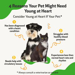 Pet Wellbeing - Young at Heart for Cats