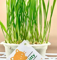 Lucky Kitty - Grow at Home Cat Grass WHEAT