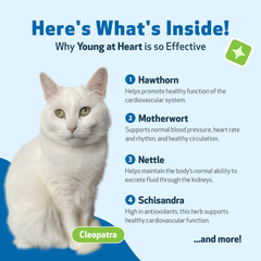 Pet Wellbeing - Young at Heart for Cats