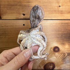 Grand Valley Quail - Freeze Dried Octopus 25g