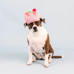 Fringe Studio - If The Crown Fits Wear Then Play Birthday Plush Dog Toy