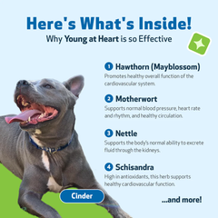 Pet Wellbeing - Young at Heart for Dogs