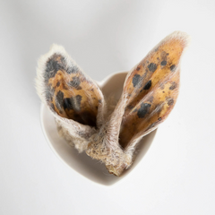 Grand Valley Quail - Lamb Ears (With Fur)