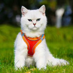 Pet Harness Breathable Padded Vest with Leash
