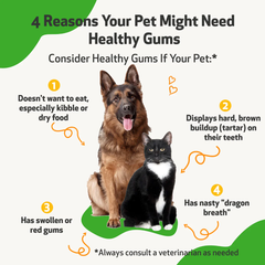Pet Wellbeing - Healthy Gums