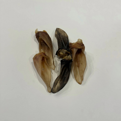 Grand Valley Quail - Lamb Ears (No Fur)