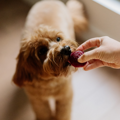 Faim Museau - Berry Delight