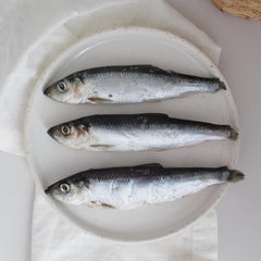 Faim Museau - Wild Sardines