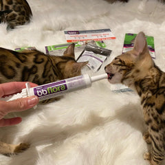Baci+ - Flora Paste for Cats - 30g