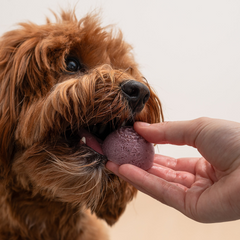 Faim Museau - Frozen Blueberry Yogurt