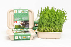 Lucky Kitty - Grow at Home Cat Grass WHEAT