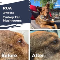 ADORED BEAST - Turkey Tail Mushrooms | Liquid Extract