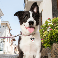 MyFamily - Border Collie