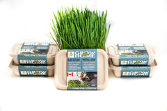 Lucky Kitty - Grow at Home Cat Grass OAT