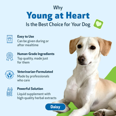 Pet Wellbeing - Young at Heart for Dogs