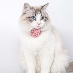 Pet Camellia Flower Collar