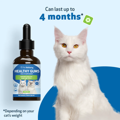 Pet Wellbeing - Healthy Gums