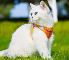 Breathable pet leash vest style