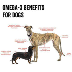 Polka Dog Bakery - Clam Chowda