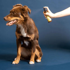Black Sheep Organics Off Leash Lemongrass & Mint Anti-Itch Dog Spray